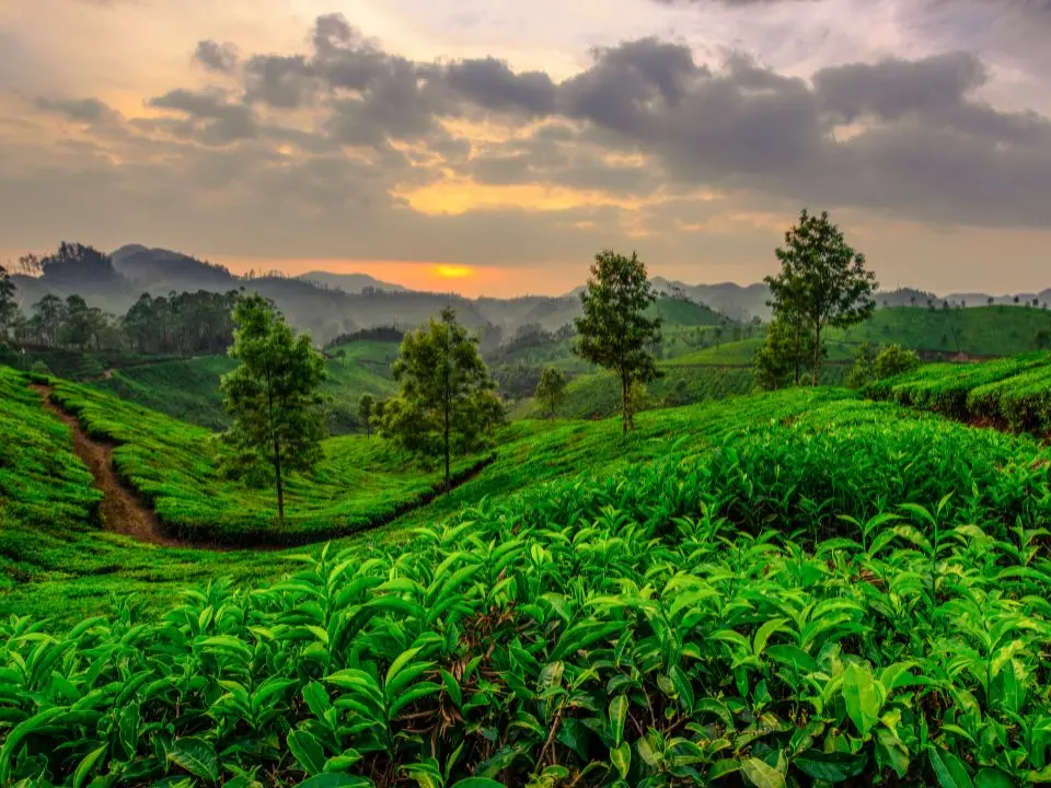Munnar tea plantations and backwaters